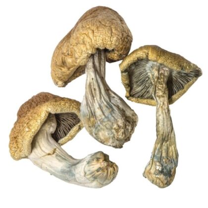 Cambodian Mushrooms For Sale USA